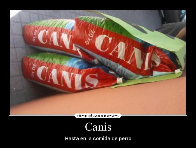 Canis -