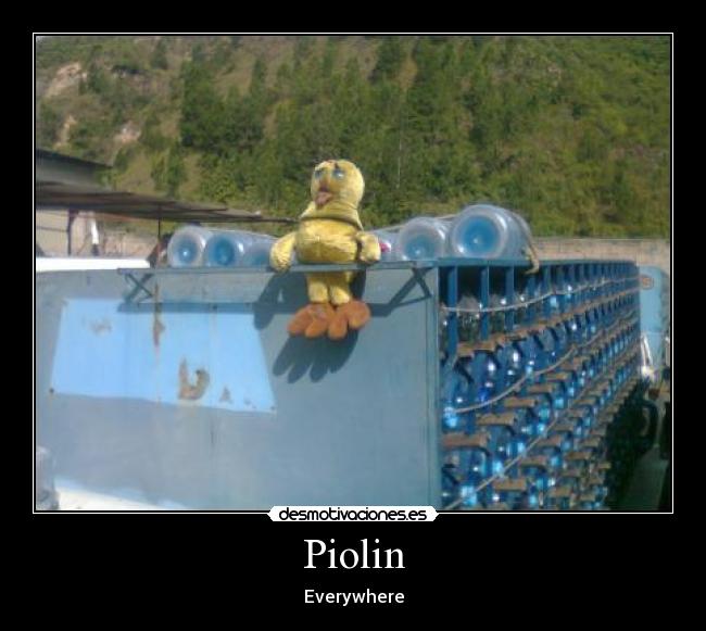 Piolin - Everywhere