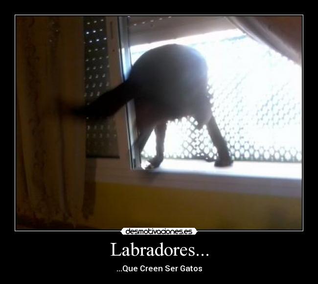 Labradores... -