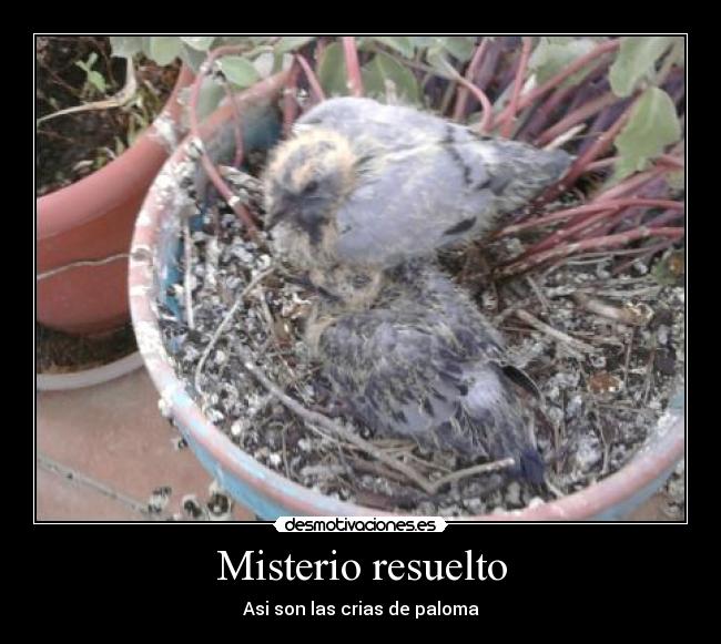 Misterio resuelto - 