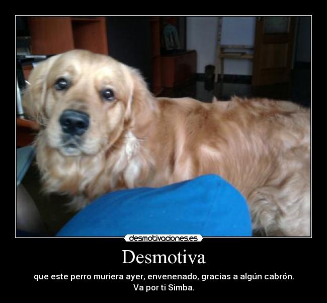 carteles simba perro envenenamiento desmotivaciones