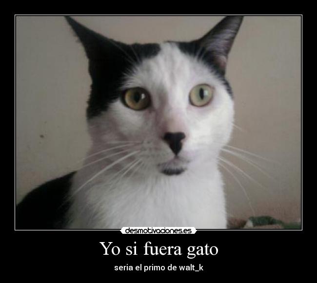 Yo si fuera gato -