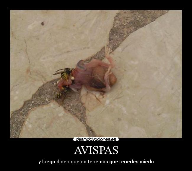 AVISPAS - y luego dicen que no tenemos que tenerles miedo