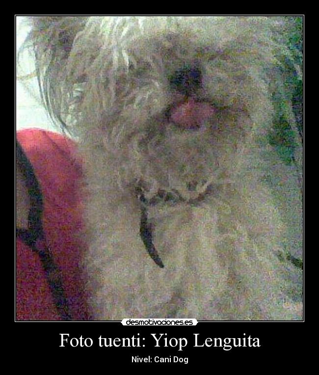 Foto tuenti: Yiop Lenguita - Nivel: Cani Dog