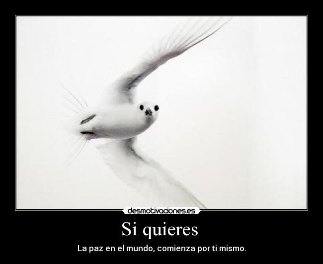 Si quieres  - 