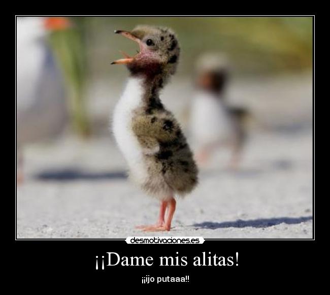 ¡¡Dame mis alitas! - 