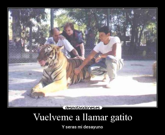 Vuelveme a llamar gatito - 