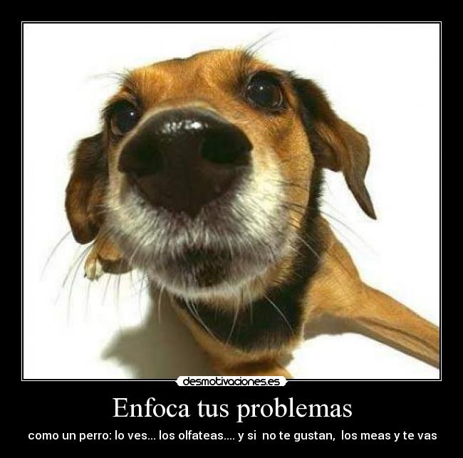 Enfoca tus problemas - como un perro: lo ves... los olfateas.... y si  no te gustan,  los meas y te vas