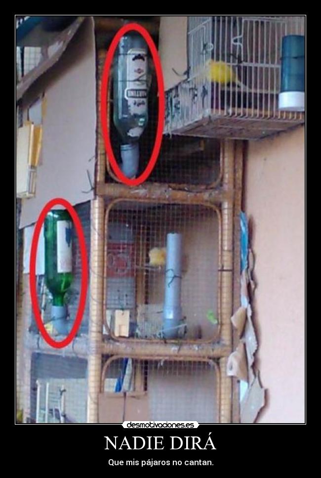 NADIE DIRÁ - Que mis pájaros no cantan.