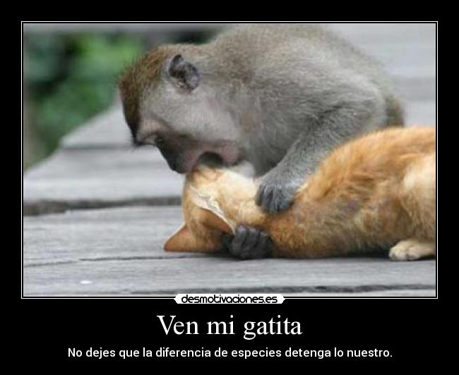 Ven mi gatita -