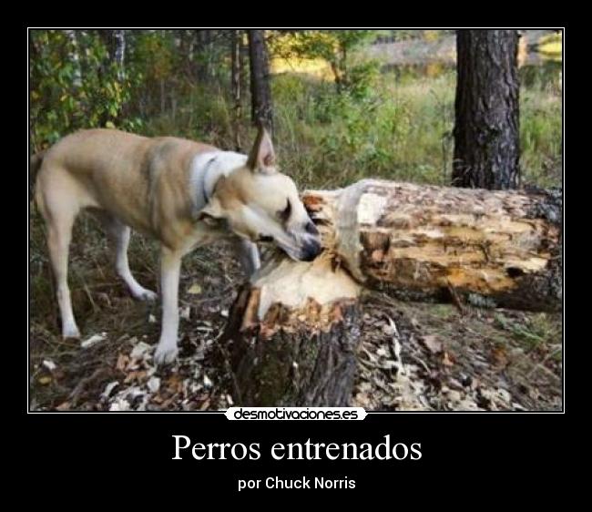 Perros entrenados - por Chuck Norris