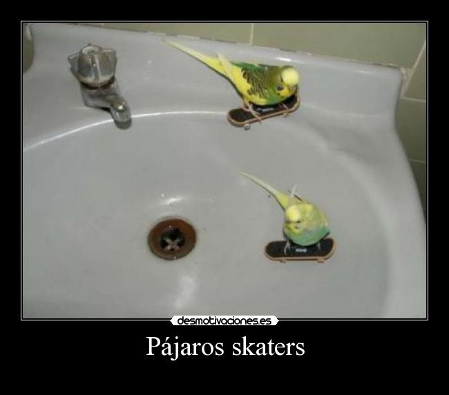 Pájaros skaters -