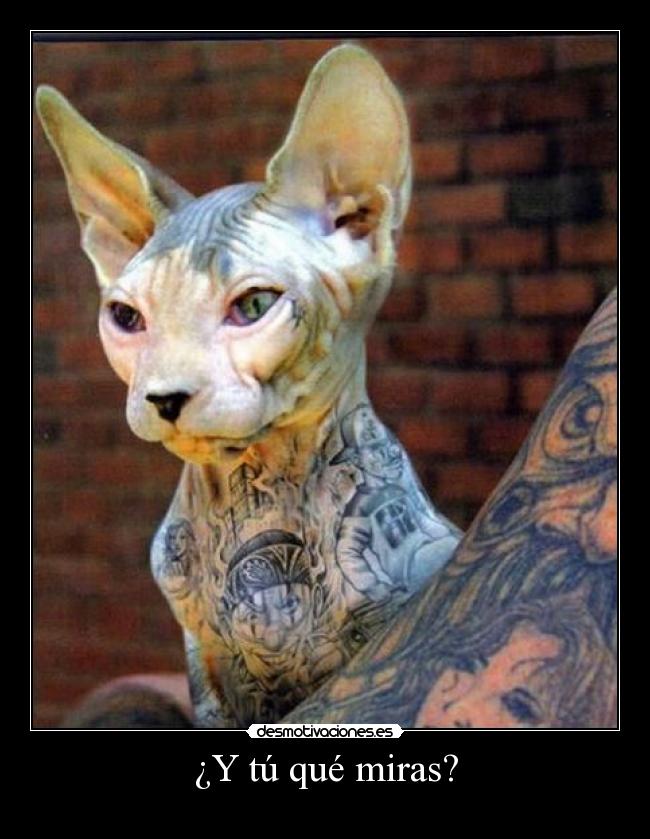 ¿Y tú qué miras? -