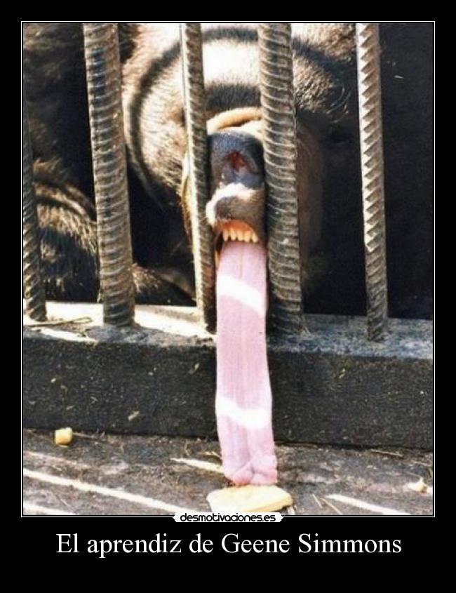 El aprendiz de Geene Simmons -