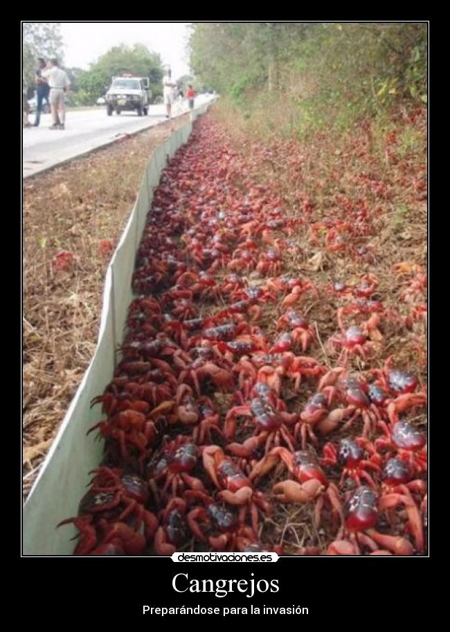 carteles cangrejos preparandose para invasion desmotivaciones