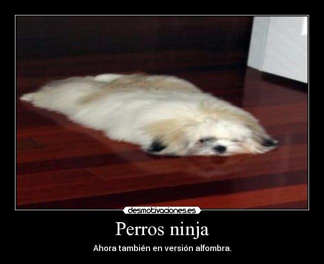 Perros ninja - 