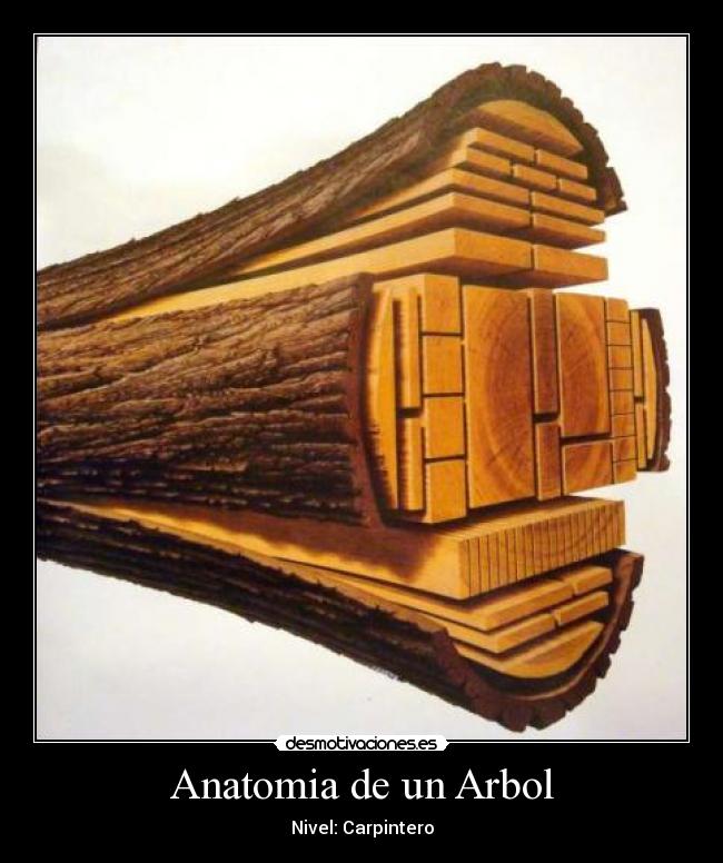 Anatomia de un Arbol - Nivel: Carpintero