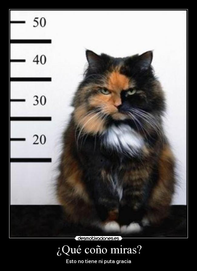 ¿Qué coño miras? - Esto no tiene ni puta gracia