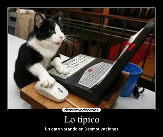 Lo típico - Un gato votando en Desmotivaciones