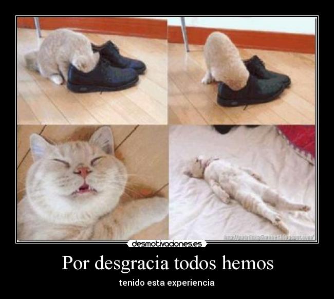 Por desgracia todos hemos -