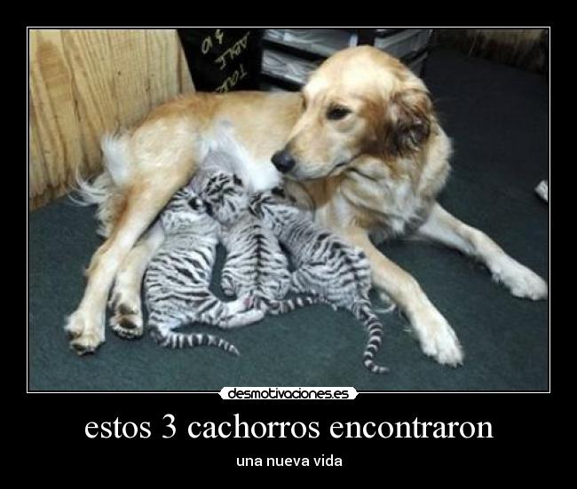 estos 3 cachorros encontraron -