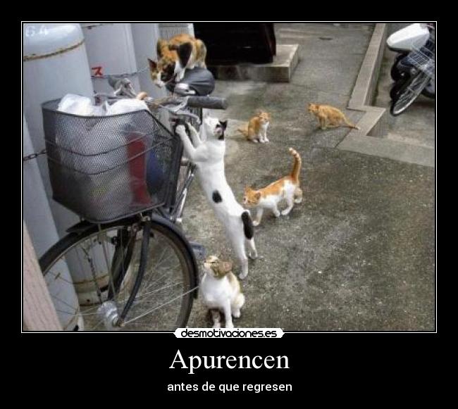 carteles gatosbandarobo desmotivaciones