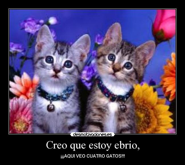 Creo que estoy ebrio, - ¡¡¡AQUI VEO CUATRO GATOS!!!