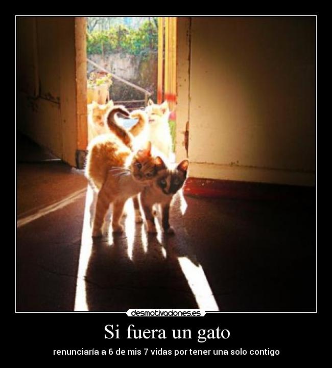 Si fuera un gato -