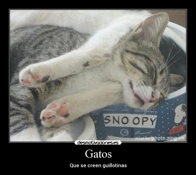 Gatos - Que se creen guillotinas