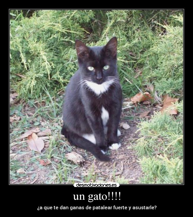un gato!!!! - ¿a que te dan ganas de patalear fuerte y asustarle?