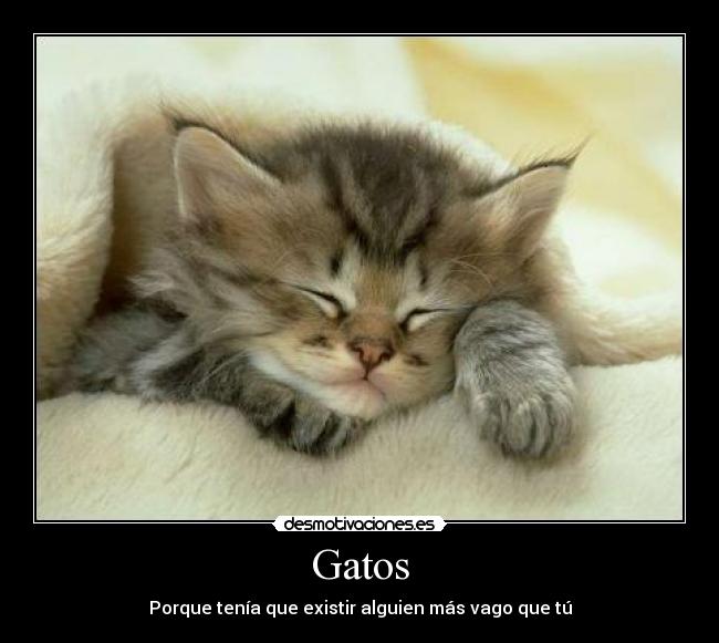 carteles gatos vago gato gatos durmiendo dormir desmotivaciones