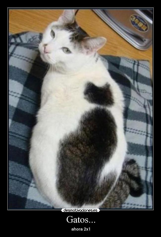 Gatos... - ahora 2x1