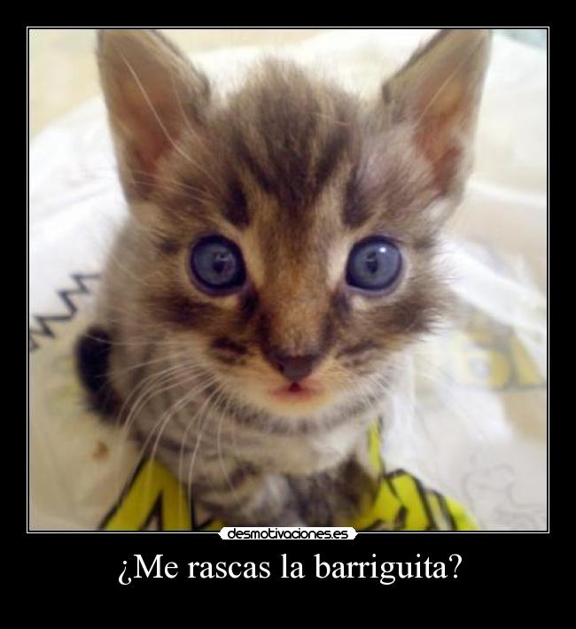 ¿Me rascas la barriguita? - 