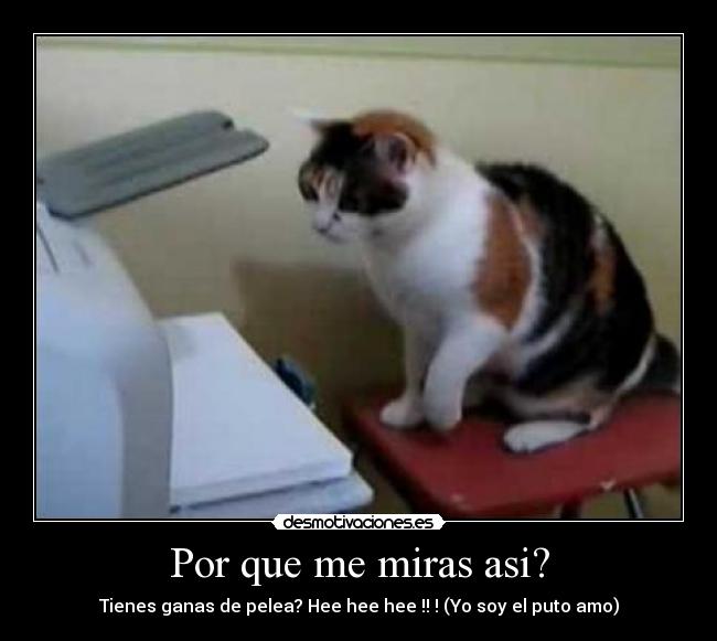 Por que me miras asi? - Tienes ganas de pelea? Hee hee hee !! ! (Yo soy el puto amo)