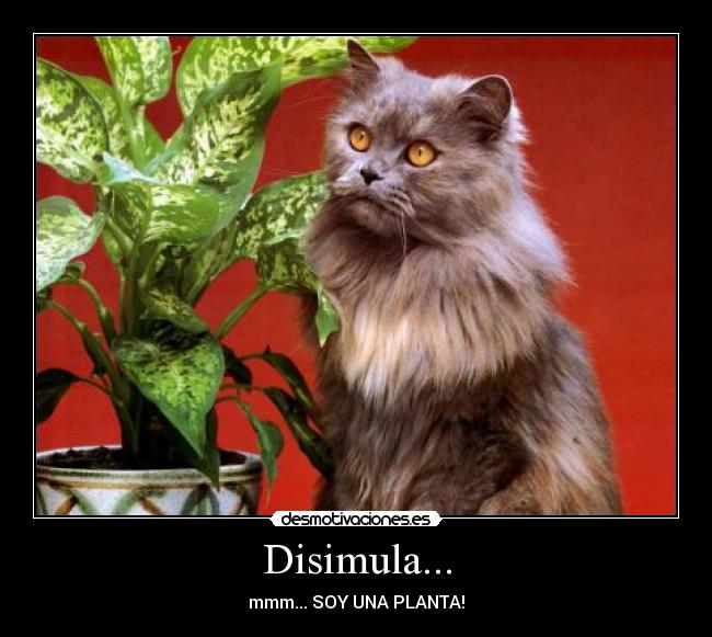 Disimula... - mmm... SOY UNA PLANTA!