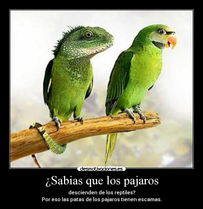 ¿Sabias que los pajaros - 