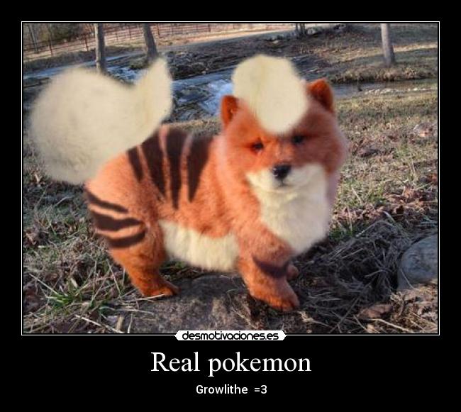Real pokemon - Growlithe =3