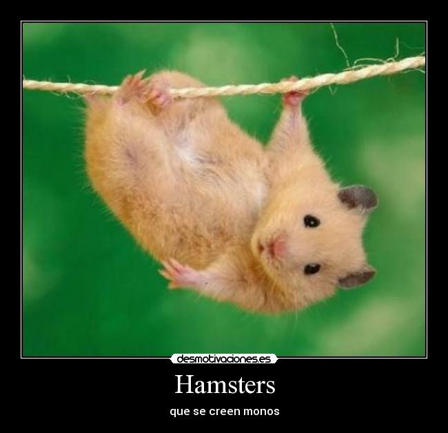 Hamsters - que se creen monos