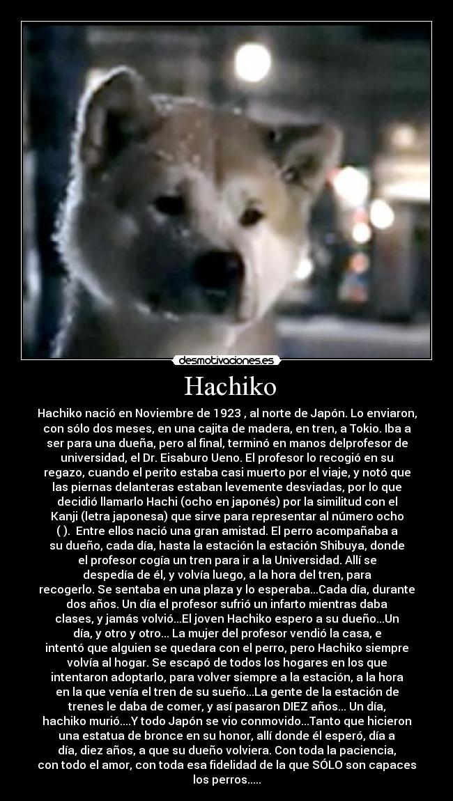  Hachiko - Hachiko nació en Noviembre de 1923 , al norte de Japón. Lo enviaron,
con sólo dos meses, en una cajita de madera, en tren, a Tokio. Iba a
ser para una dueña, pero al final, terminó en manos delprofesor de
universidad, el Dr. Eisaburo Ueno. El profesor lo recogió en su
regazo, cuando el perito estaba casi muerto por el viaje, y notó que
las piernas delanteras estaban levemente desviadas, por lo que
decidió llamarlo Hachi (ocho en japonés) por la similitud con el
Kanji (letra japonesa) que sirve para representar al número ocho
(八).  Entre ellos nació una gran amistad. El perro acompañaba a
su dueño, cada día, hasta la estación la estación Shibuya, donde
el profesor cogía un tren para ir a la Universidad. Allí se
despedía de él, y volvía luego, a la hora del tren, para
recogerlo. Se sentaba en una plaza y lo esperaba...Cada día, durante
dos años. Un día el profesor sufrió un infarto mientras daba
clases, y jamás volvió...El joven Hachiko espero a su dueño...Un
día, y otro y otro... La mujer del profesor vendió la casa, e
intentó que alguien se quedara con el perro, pero Hachiko siempre
volvía al hogar. Se escapó de todos los hogares en los que
intentaron adoptarlo, para volver siempre a la estación, a la hora
en la que venía el tren de su sueño...La gente de la estación de
trenes le daba de comer, y así pasaron DIEZ años... Un día,
hachiko murió....Y todo Japón se vio conmovido...Tanto que hicieron
una estatua de bronce en su honor, allí donde él esperó, día a
día, diez años, a que su dueño volviera. Con toda la paciencia,
con todo el amor, con toda esa fidelidad de la que SÓLO son capaces
los perros.....