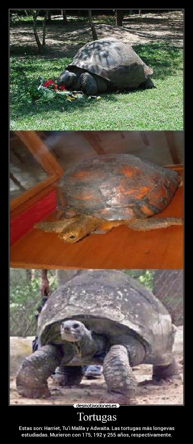 Tortugas - Estas son: Harriet, Tui Malila y Adwaita. Las tortugas más longevas
estudiadas. Murieron con 175, 192 y 255 años, respectivamente.