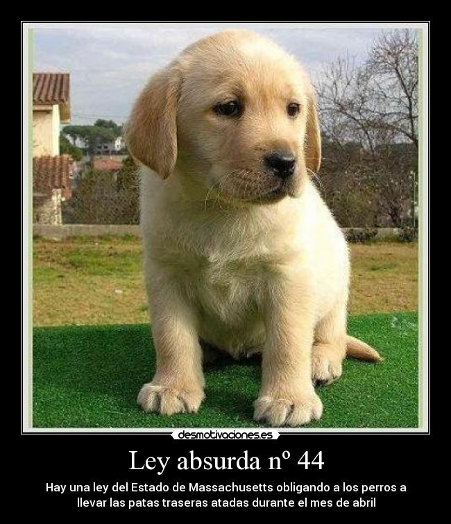 Ley absurda nº 44 - Hay una ley del Estado de Massachusetts obligando a los perros a
llevar las patas traseras atadas durante el mes de abril