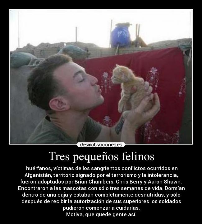 Tres pequeños felinos - huérfanos, víctimas de los sangrientos conflictos ocurridos en
Afganistán, territorio signado por el terrorismo y la intolerancia,
fueron adoptados por Brian Chambers, Chris Berry y Aaron Shawn.
Encontraron a las mascotas con sólo tres semanas de vida. Dormían
dentro de una caja y estaban completamente desnutridas, y sólo
después de recibir la autorización de sus superiores los soldados
pudieron comenzar a cuidarlas.
Motiva, que quede gente así.