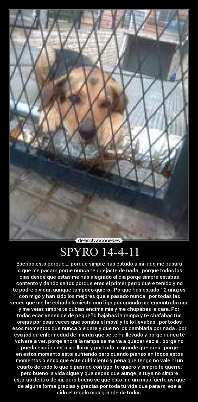 SPYRO 14-4-11 - Escribo esto porque.....porque simpre has estado a mi lado me pasara
lo que me pasara porue nunca te quejaste de nada , porque todos los
dias desde que estas me has alegrado el dia porqe simpre estabas
contento y dando saltos porque eres el primer perro que e tenido y no
te podre olvidar, aunque tampoco quiero . Porque has estado 12 añazos
con migo y han sido los mejores que e pasado nunca . por todas las
veces que me he echado la siesta con tigo por cuando me encontraba mal
y me veias simpre te dubias encima mia y me chupabas la cara. Por
todas esas veces qe de pequeño bajabas la rampa y te chafabas tus
orejas por esas veces que sonaba el movil y te lo llevabas . por todos
esos momentos que nunca olvidare y que no los cambiaria por nada . por
esa jodida enfermedad de mierda que se te ha llevado y porqe nunca te
volvere a ver, porqe ahora la rampa se me va a quedar vacia . porqe no
puedo escribir esto sin llorar y por todo lo grande que eres . porqe
en estos momento estoi sufriendo pero cuando pienso en todos estos
momentos pienso que este sufrimiento y pena que tengo no vale ni un
cuarto de todo lo que e pasado con tigo. te quiero y simpre te querre.
pero bueno la vida sigue y que sepas que aunqe la tuya no simpre
estaras dentro de mi. pero bueno se que esto me ara mas fuerte asi que
de alguna forma gracias y gracias por toda tu vida que para mi ese a
sido el regalo mas grande de todos.