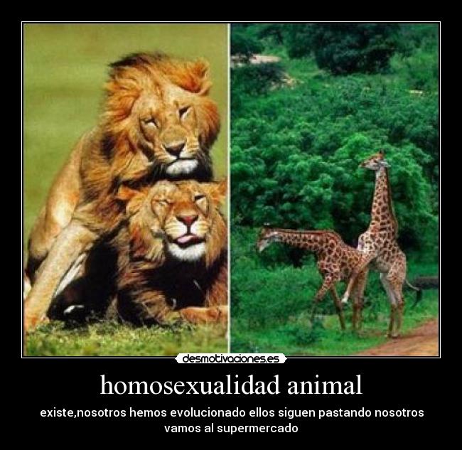 homosexualidad animal - 