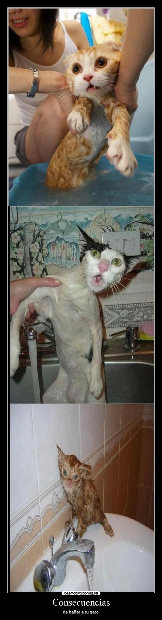 carteles consecuencias banar gato desmotivaciones