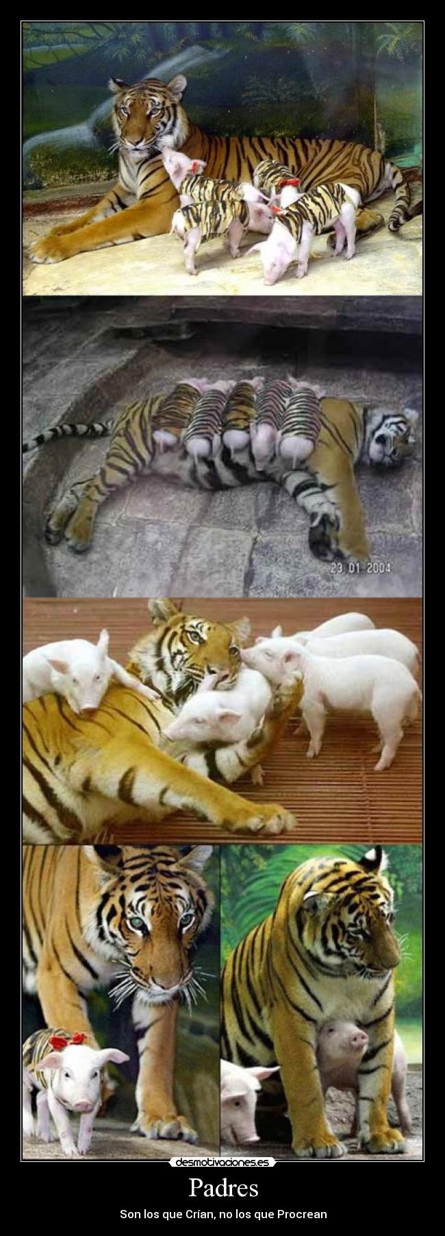 Padres - Son los que Crían, no los que Procrean