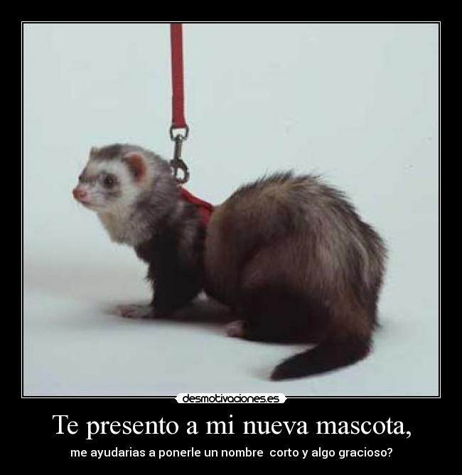 Te presento a mi nueva mascota, - me ayudarias a ponerle un nombre  corto y algo gracioso?