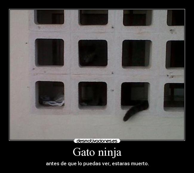 Gato ninja -
