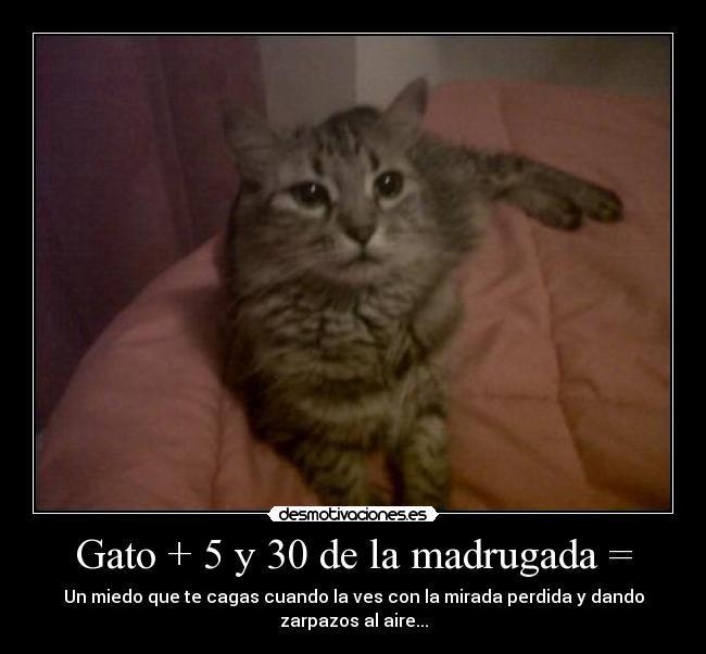 Gato + 5 y 30 de la madrugada = - Un miedo que te cagas cuando la ves con la mirada perdida y dando zarpazos al aire...