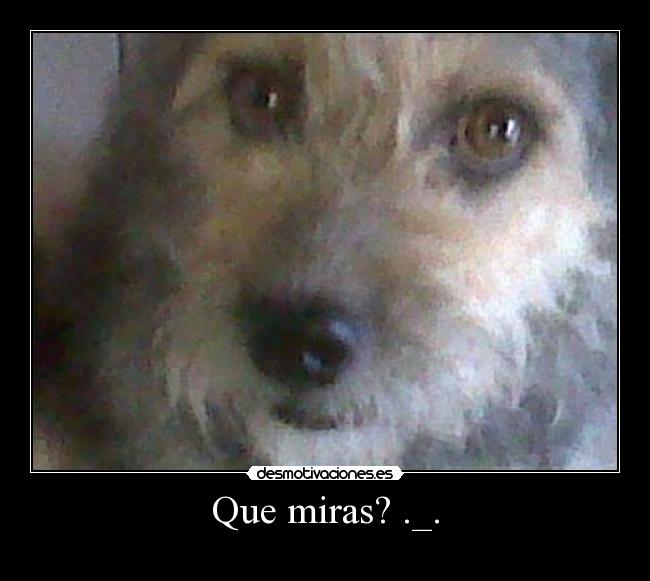 Que miras? ._. - 